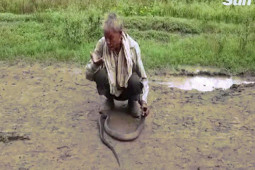 Thế giới - Ấn Độ: Tự tin miễn nhiễm với nọc rắn và kết cục khi quấn hổ mang chúa quanh cổ