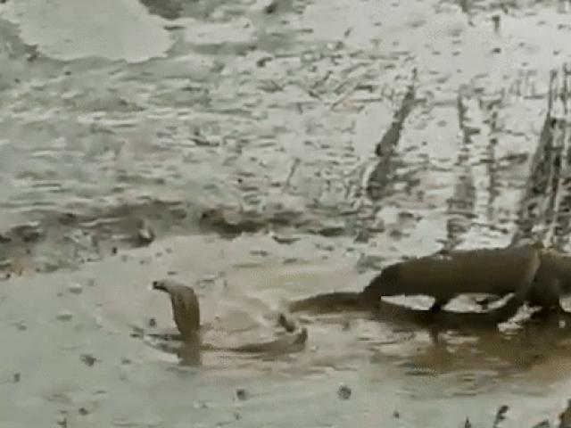 Media - "Mãng xà" tử chiến dưới mưa với con vật khắc tinh miễn nhiễm với nọc độc