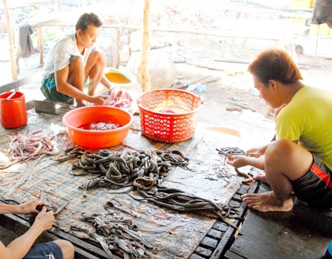 Lượng rắn bắt được nhiều nhất là vào mùa nước nổi ở miền Tây, đây cũng là lúc có nguồn nguyên liệu dồi dào cho bà con chế biến khô rắn
