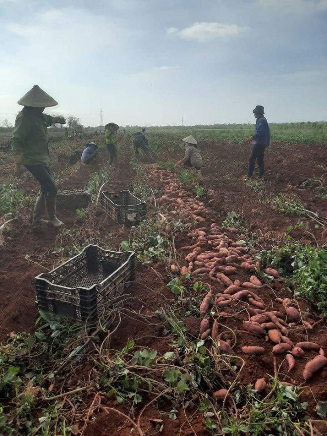 Các chủ vườn đồng loạt hạ giá khoai lang tím để thu lại vốn nhưng vẫn không bù lại thiệt hại của số lượng hàng bị hỏng.