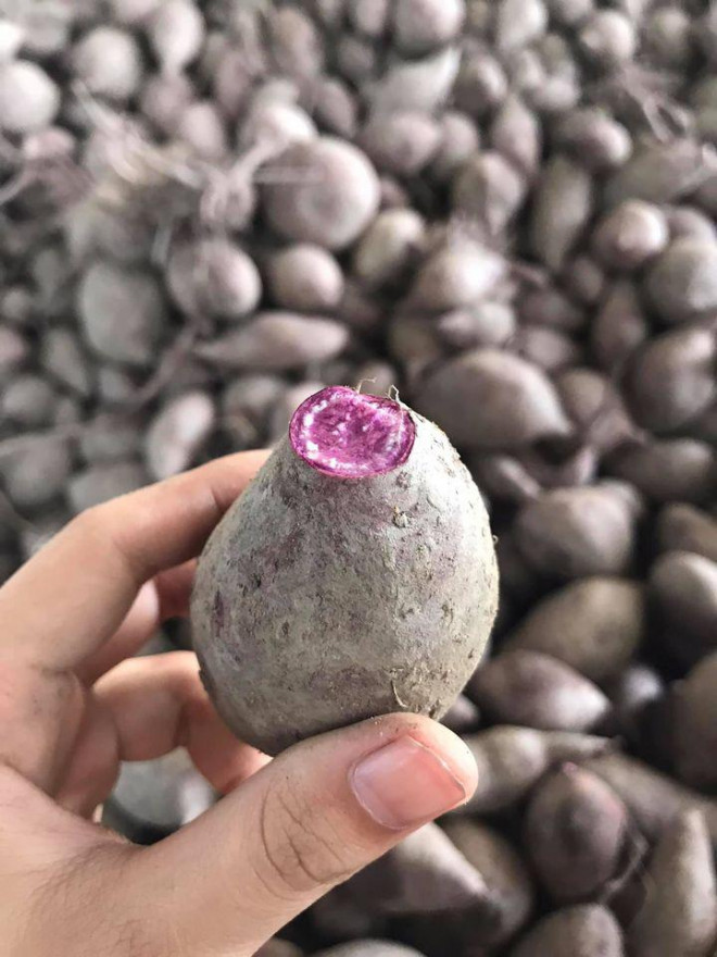 Khoai lang tím bị ứ đọng tại các kho chờ xuất khẩu, các chủ vườn mất nguồn thu mua.