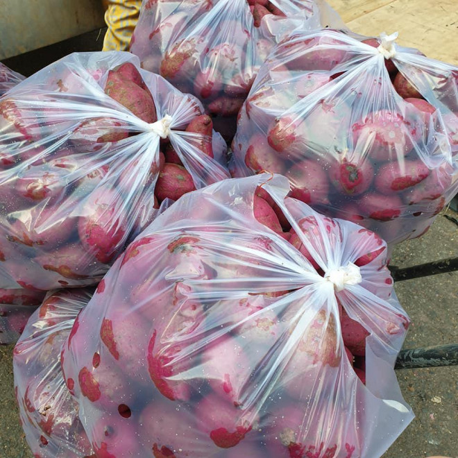 Khoai lang tím mùa này nhanh bị hỏng, khiến các chủ kinh doanh bị thua lỗ nặng