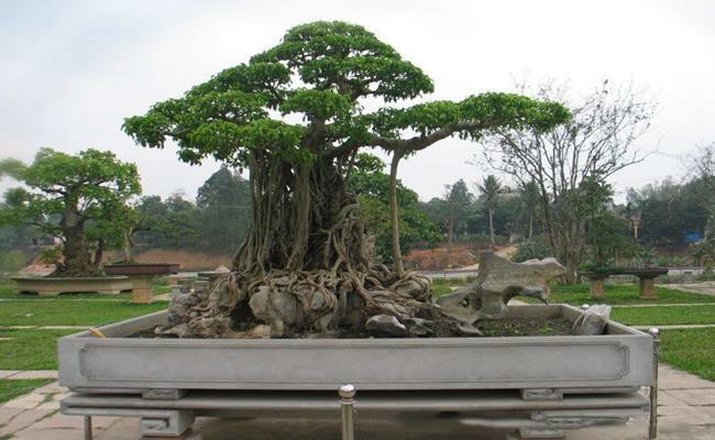Đây là cây sanh cổ thụ có tuổi đời hơn 150 tuổi, được giới chuyên môn xếp vào “tứ kỳ mộc” của đất ngàn năm văn vật trong dịp Đại lễ 1.000 năm Thăng Long – Hà Nội.
