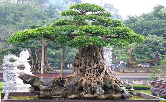  Đại gia Nguyễn Nam Thành đã mua siêu cây này vào năm 2008 với giá khoảng 6 tỷ đồng. 
