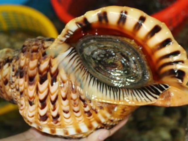 Thị trường - Tiêu dùng - 3 đặc sản mang tên vua chúa, người Việt cứ đem bán là đếm tiền mỏi tay