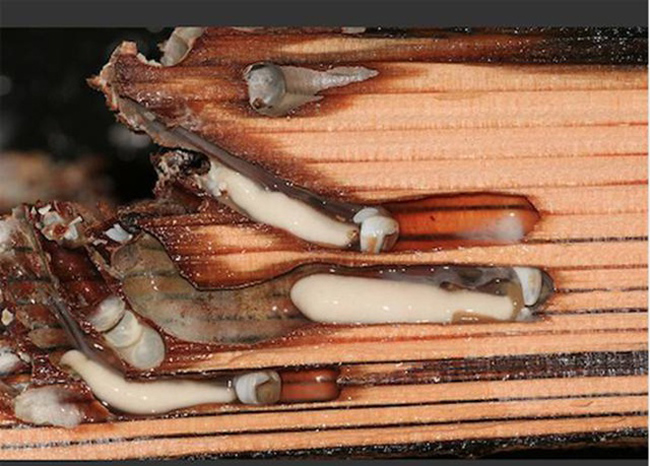 Loài sâu này được tìm thấy trong các khúc gỗ mục nát hoặc thân cây dày chìm dưới nước ở rừng ngập mặn.
