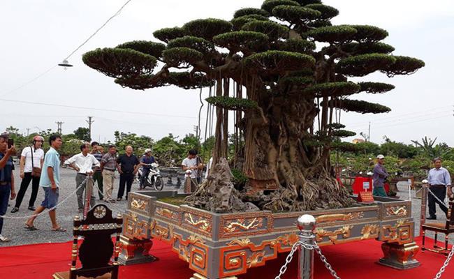 Vườn cây của đại gia Toàn "đô la" được công nhận là vườn cây cảnh di sản đầu tiên tại Việt Nam, quy tụ nhiều cây độc, lạ và có giá trị và gây được sự chú ý mạnh mẽ từ truyền thông quốc tế.
