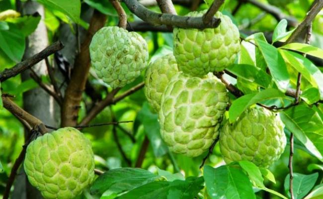 Ngoài ra, trên thị trường còn xuất hiện cây giống na hoàng hậu với giá từ 22 - 27.000 đồng/cây.&nbsp;
