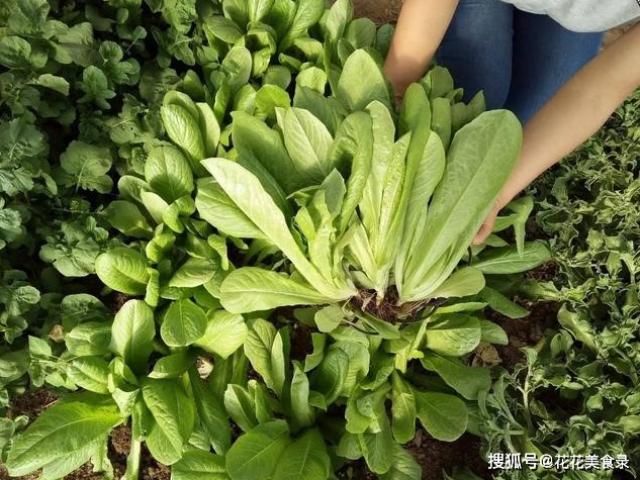 Ẩm thực - 4 loại rau được cho là "ngân hàng" cung cấp axit folic tự nhiên cho cơ thể