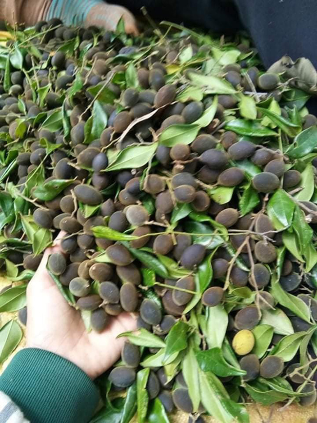 Anh Hà văn Bản (ở Gia Lai) chia sẻ, vào mùa 2 vợ chồng anh vào rừng hái trái xay, trung bình mỗi ngày cũng được khoảng 15-20kg. Ngoài nhập cho thương lái, vợ anh còn tranh thủ làm xay ướp đường để bán cho các cửa hàng.
