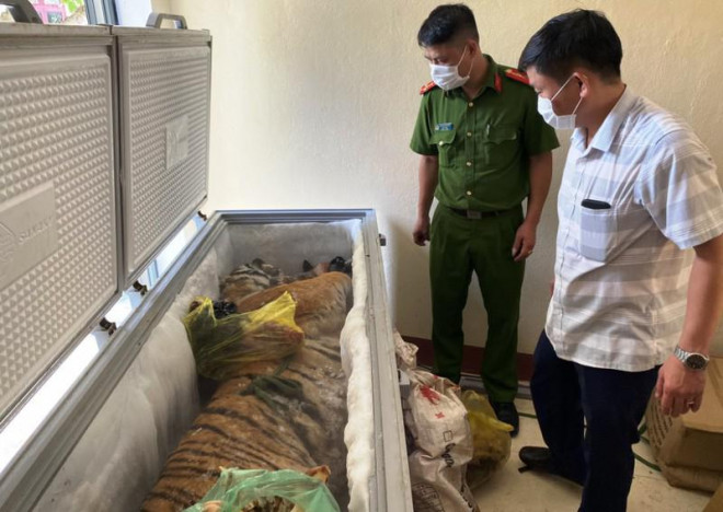 Cảnh sát phát hiện con hổ ướp đông và xương động vật tại gia đình ông Chung. Ảnh: Công an Hà Tĩnh.&nbsp;
