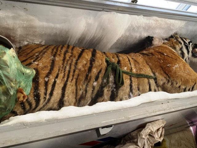 Tin tức trong ngày - Phát hiện xác hổ 160kg trong tủ đông lạnh ở nhà dân