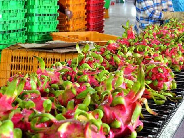 Thị trường - Tiêu dùng - Không có cơ sở khẳng định Sars-CoV-2 lây nhiễm từ thùng hàng thanh long?