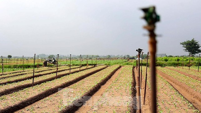 Sau khi nới lỏng cách ly xã hội, không khí ở vựa rau lớn nhất nhì Hà Nội sôi động hơn. Người dân khẩn trương thu hoạch và gieo giống mới trên những ruộng rau gia đình để kịp thời cung cấp cho nội đô.