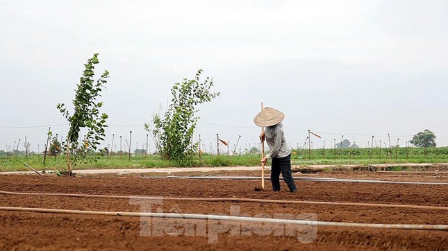 Nông dân tất bật ở vựa rau lớn nhất Hà Nội sau khi nới lỏng giãn cách - 3
