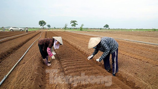 Trong bối cảnh dịch COVID-19 diễn biến phức tạp, nhiều gia đình nông dân vẫn cố gắng duy trì sản xuất với diện tích trên các sào rau an toàn.