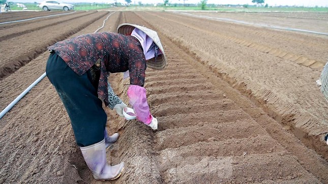 Nông dân tất bật ở vựa rau lớn nhất Hà Nội sau khi nới lỏng giãn cách - 5