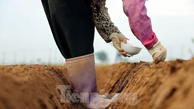 Nông dân tất bật ở vựa rau lớn nhất Hà Nội sau khi nới lỏng giãn cách - 6