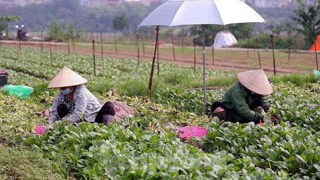 Cánh đồng hơn 200 ha này với nhiều loại rau, củ và hoa màu. Để kịp thu hoạch rau cải cho tiểu thương đặt hàng, nhiều hộ nông dân phải mượn thêm người.