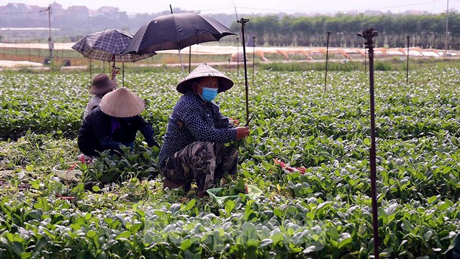 Để đảm bảo công tác lưu thông hàng hoá đối với các sản phẩm nông nghiệp, các đơn vị chức năng của huyện đã tuyên truyền bà con hạn chế bán lẻ và hình thành các đầu mối thu gom các sản phẩm nông nghiệp, từ đó liên kết tiêu thụ cho các đơn vị bán lẻ trong nội thành Hà Nội và các tỉnh lân cận. Địa phương tiếp tục tạo điều kiện về thông quan cho xe chuyên chở rau an toàn từ xã Tráng Việt vào thành phố