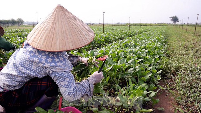 Nông dân tất bật ở vựa rau lớn nhất Hà Nội sau khi nới lỏng giãn cách - 10