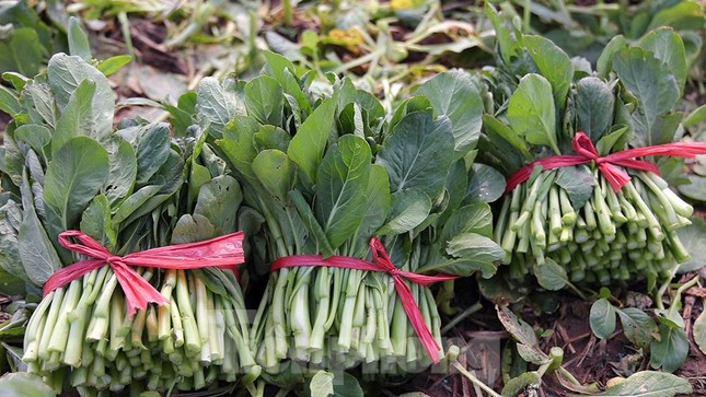 Khi Hà Nội nới lỏng cách ly xã hội, việc tiêu thụ nông sản cũng tốt hơn. Người nông dân yên tâm hơn khi canh tác