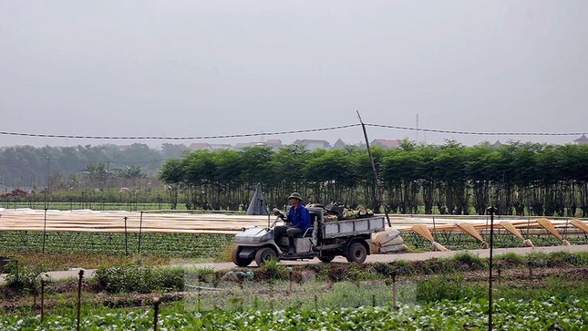 Sản lượng nông sản dự kiến sẽ tăng lên trong thời gian tới khi Hà Nội nới lỏng hơn việc dãn cách xã hội, vùng xanh được mở rộng và việc đi lại, giao thương thuận tiện hơn.