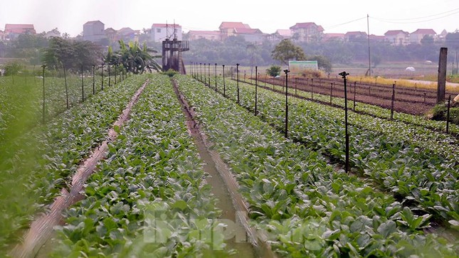 Hiện sản lượng nông sản thu hoạch tại cánh đồng này đã nâng từ mức 30 tấn lên mức 60 tấn một ngày. Có đến gần 100 thương lái đăng ký thu mua liên tục.