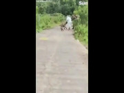 Phi thường - kỳ quặc - Video: Hung hăng lao ra đường tấn công cụ ông, linh cẩu nhận kết đắng