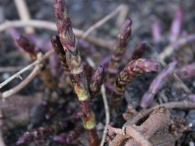 Thị trường - Tiêu dùng - Mỗi năm chỉ nở 1 lần, chồi của loài hoa nhìn như cỏ dại này đến nhà giàu cũng phải xếp hàng săn đón