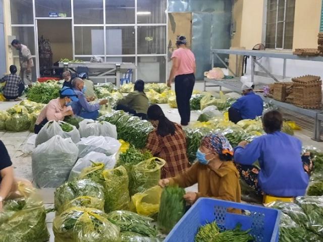 Thị trường - Tiêu dùng - Hà Nội xây dựng “vùng xanh” nông sản đảm bảo sản xuất cung ứng cho toàn thành phố