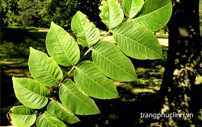 Hoáng bá - thảo dược dân tộc giúp cải thiện bệnh đại tràng