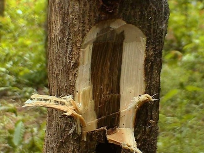Tuy vậy, cây gỗ đàn hương có giá rất đắt đỏ. Chúng có giá lên đến 500 - 1000 USD/kg tuỳ thời điểm.
