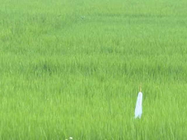 Pháp luật - Kỳ án xác chết giữa cánh đồng: Ba vết thủng trên gò má và cuộc truy tìm "vô tiền khoáng hậu" kẻ sát nhân giấu mặt (Kỳ 1)