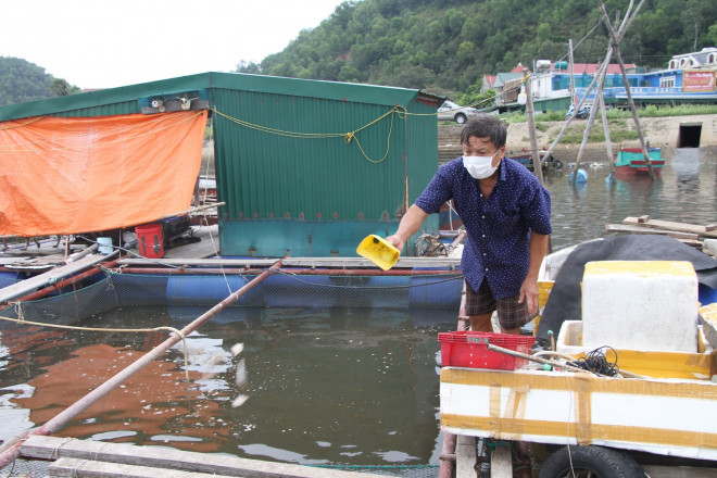 Ông Tân phải hạn chế thức ăn cho cá để cầm cự.
