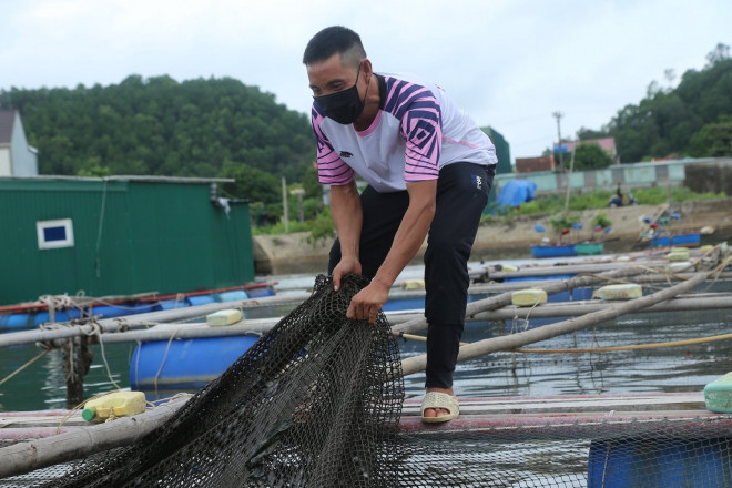 Anh Thế Anh có 10 tấn cá vẫn chưa bán được.