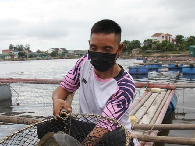 Thị trường - Tiêu dùng - Hàng trăm tấn cá lồng bè “nghẽn” đầu ra do dịch Covid-19