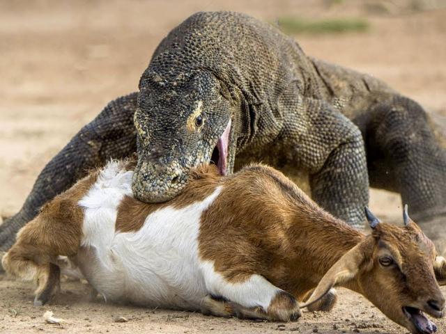 Media - Vũ khí đặc biệt nào khiến rồng Komodo thành sát thủ săn mồi có kích thước "khủng"