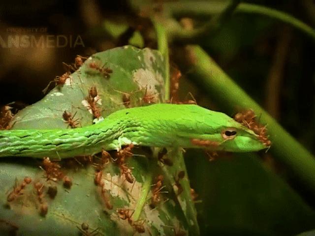 Media - Rắn roi xanh lao vào lãnh thổ kiến vàng hung dữ và cái kết nhớ đời