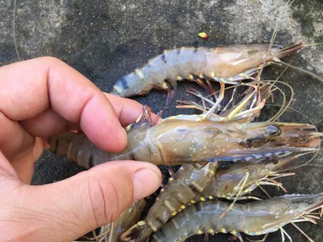 Ẩm thực - Nấu tôm tuyệt đối đừng cho "thứ này" khiến tôm bị tanh và cứng hơn