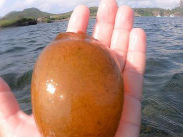 Thế giới - Người đàn ông khoe nhặt được viên ngọc quý, đọc lời khuyên của dân mạng liền "tái mặt" vội thả lại biển