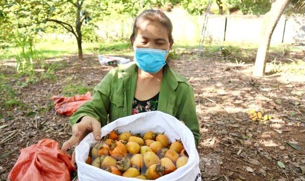 Do ảnh hưởng của dịch COVID-19 nên thị trường tiêu thụ hồng thu hẹp hơn. Tuy nhiên, giá bán hồng ổn định, từ 17.000 - 20.000 đồng/kg.