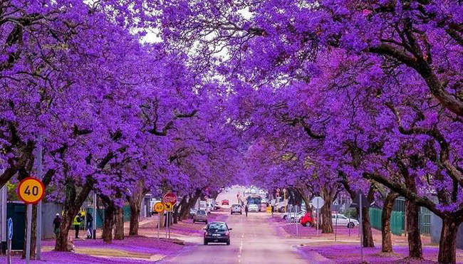 Pretoria, Nam Phi: Được bao phủ bởi những cây lan dạ hương nở rộ gần như quanh năm, Pretoria chắc chắn là một trong những con đường đẹp nhất thế giới, trông không khác gì xứ sở cổ tích. 
