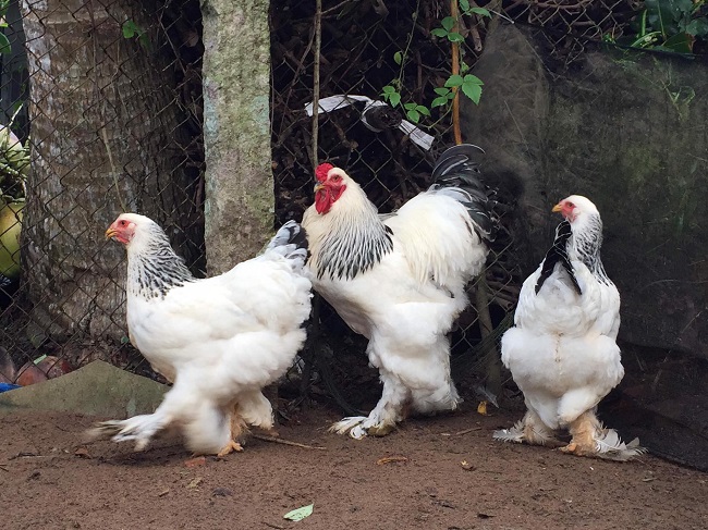 Những con gà kỳ lân có giá hàng triệu đồng được anh Linh nuôi tại nhà.