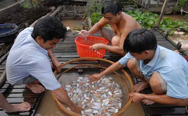  Cá heo nước ngọt sinh trưởng từ 5 - 7 tháng là có thể xuất bán. Sau 10 tháng nuôi, trọng lượng cá thương phẩm đạt khoảng 30 con/kg.
