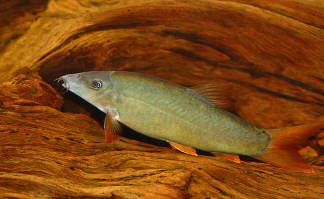 Cá heo nước ngọt thường xuất hiện nhiều trên sông Hậu và sông Tiền.
