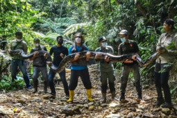 Thế giới - Tóm gọn trăn “khủng” dài 9 mét, nặng 1 tạ mò vào làng ở Indonesia