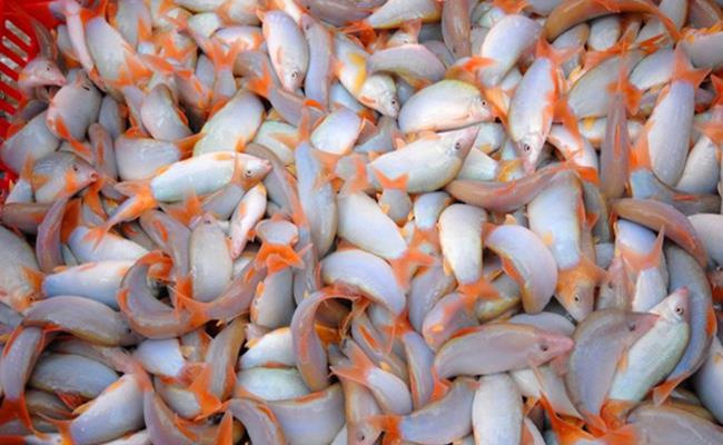 &nbsp;Đây là loại cá được người tiêu dùng ưa chuộng vì thịt béo, hương vị vô cùng thơm ngon. Trong tự nhiên, cá heo thường xuất hiện nhiều vào khoảng tháng 7 đến tháng 10 âm lịch.
