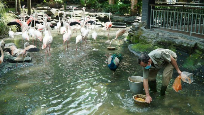 Mỗi ngày 2 lần, ông Trần Văn Tám đều đặn chuẩn bị thức ăn cho bầy hồng hạc. (Ảnh phóng viên Báo Người Lao Động chụp tại Thảo Cầm Viên Sài Gòn hôm 25-9)
