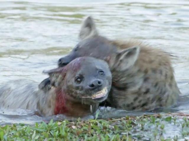 Media - Linh cẩu tàn ác, tìm mọi cách dìm chết đồng loại